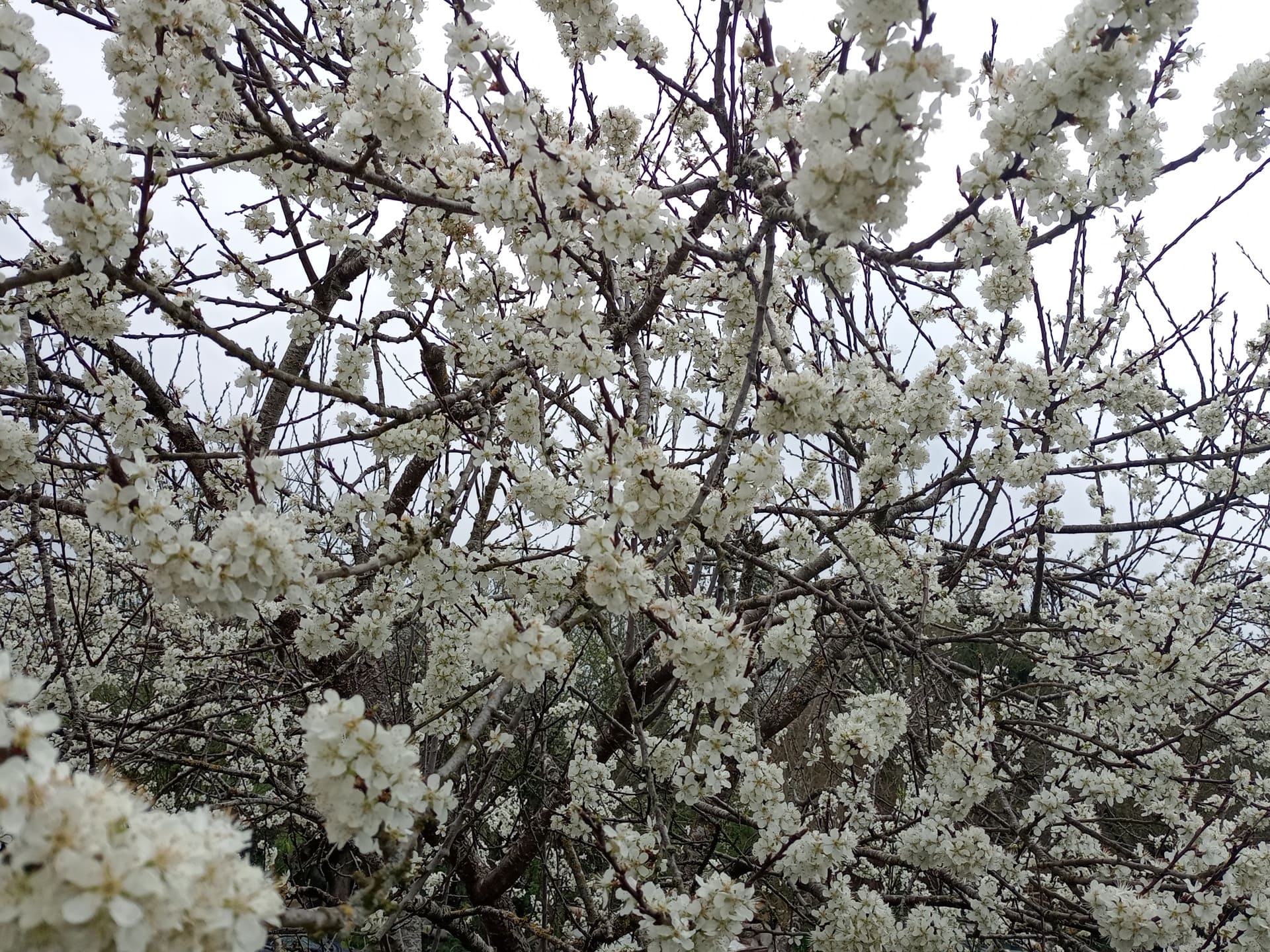 floraison, Poitou, tisane