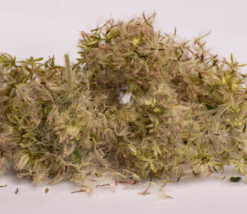 tisane, infusion, Vienne, Poitou