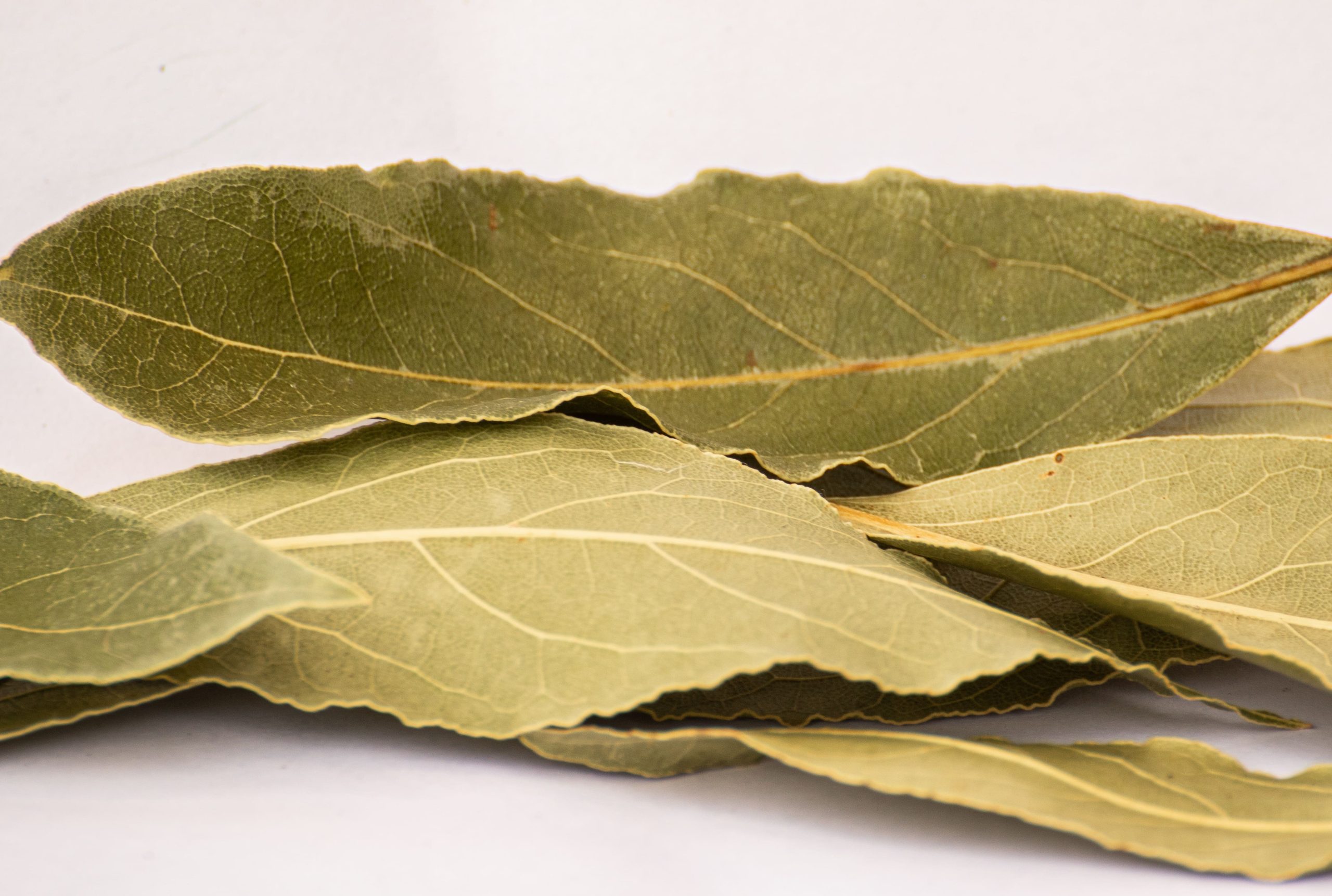 laurier, tisane, aromate