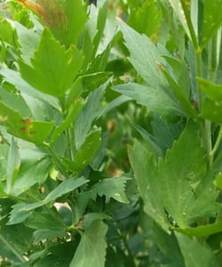 livèche, plante aromatique, infusions