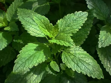melisse - tisane - infusion