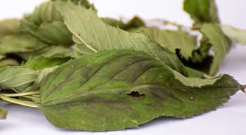 menthe chocolat, tisane, infusion, Vienne