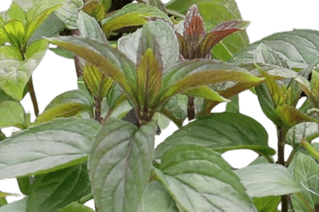 plante naturelle, menthe chocolat