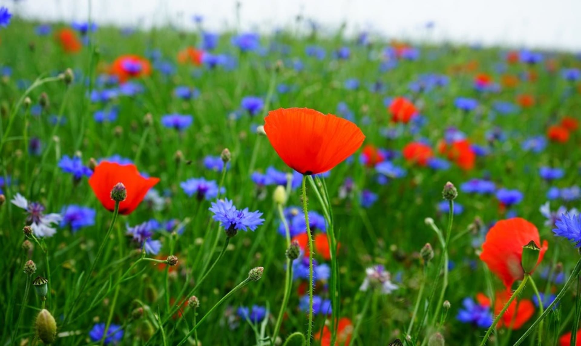prairie, tisane, Vienne