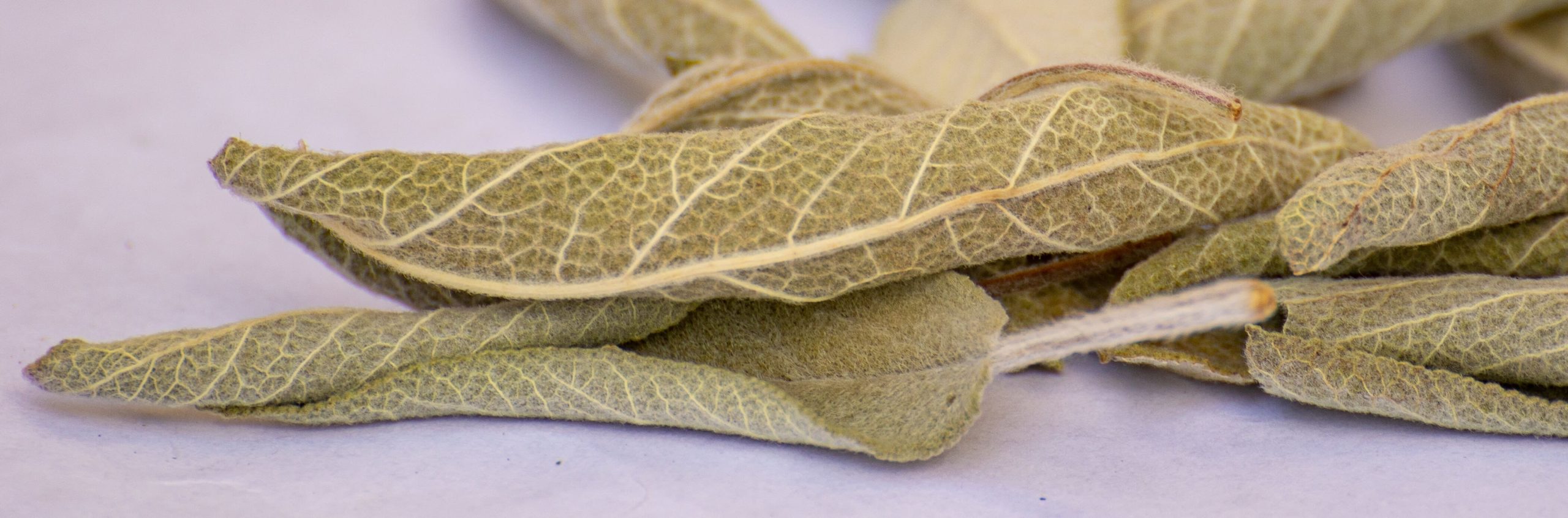 sauge, tisane, Vienne
