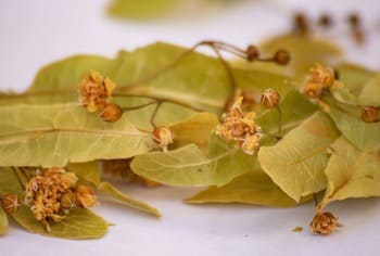 fleur tilleul,infusion-tisane,Vienne