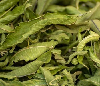 verveine, tisane, infusion, Vienne, plante naturelle